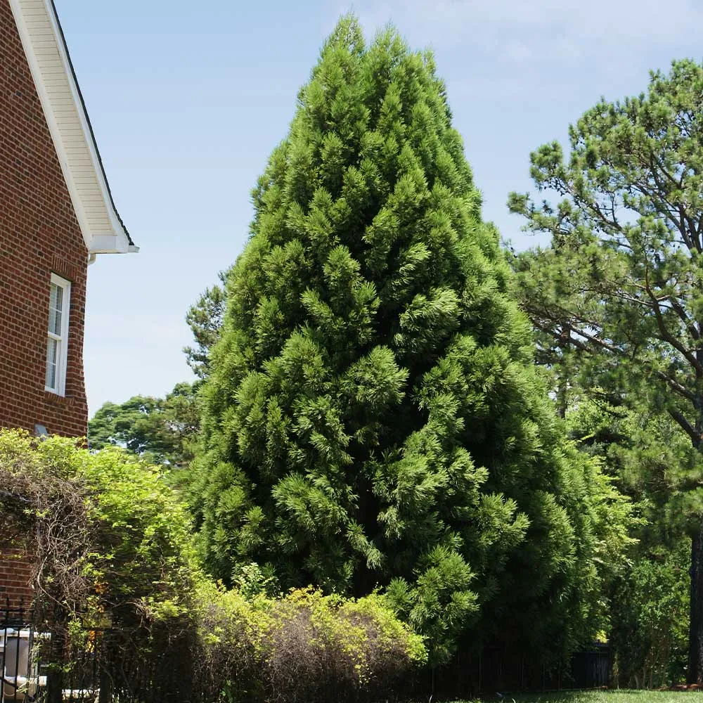 Cryptomeria Radicans Japanese Cedar Evergreen Conifer 3