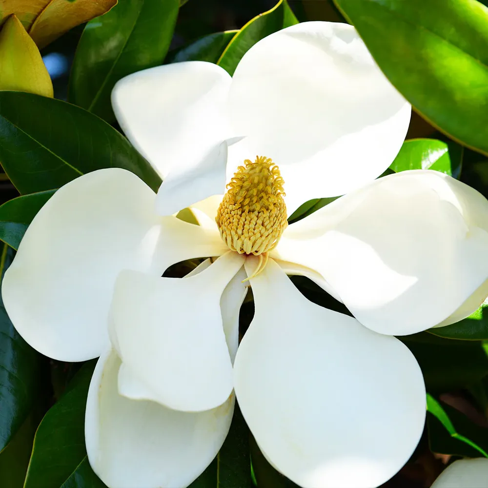 Teddy Bear® Southern Magnolia Tree - Compact Evergreen Flowering Tree 1