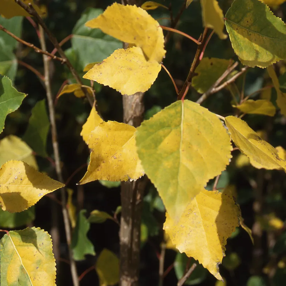Siouxland Poplar Tree - Rapid Growth Deciduous Shade Tree 1