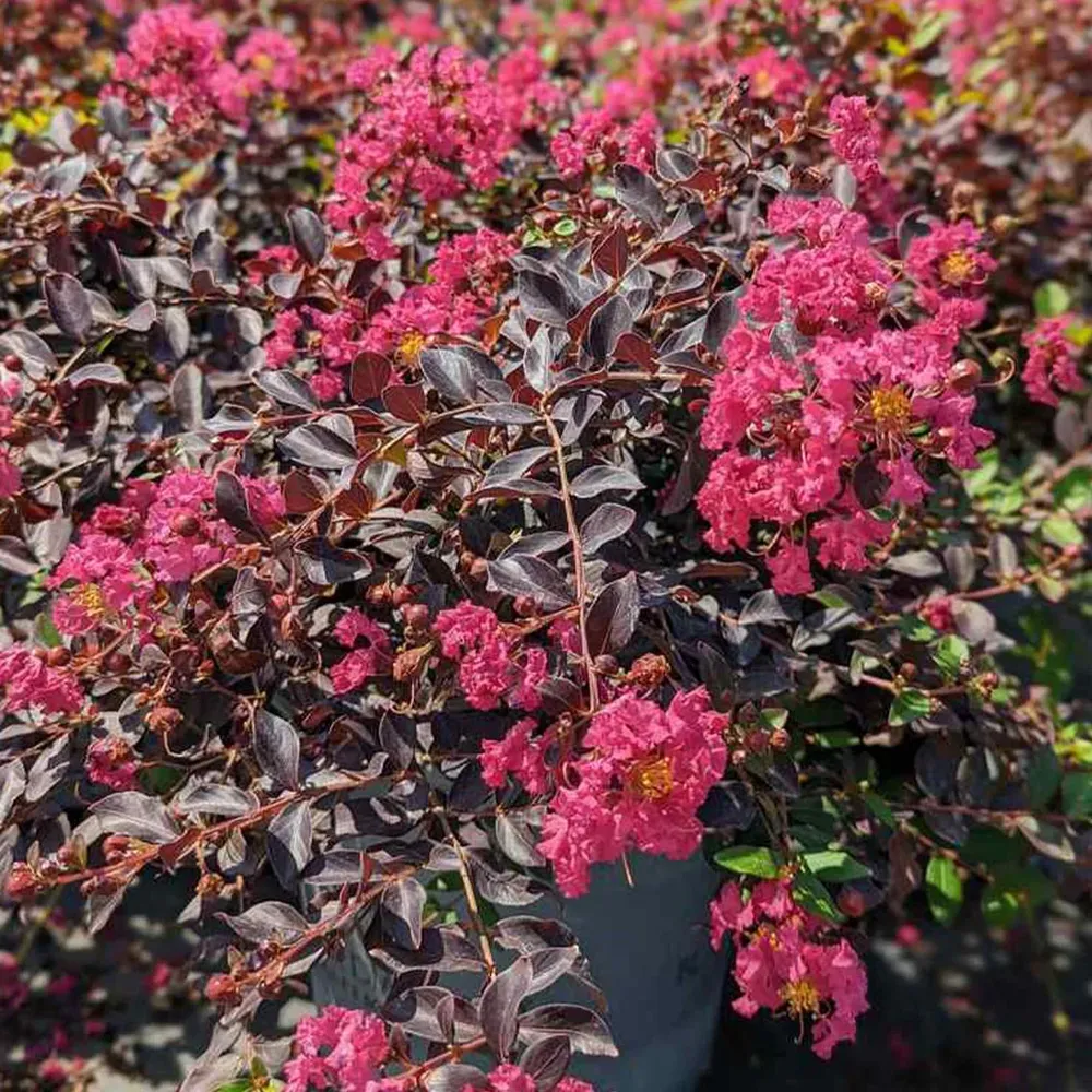 Black Diamond® Pave Pink™ Crape Myrtle Bush - Dark Foliage Flowering Shrub 5