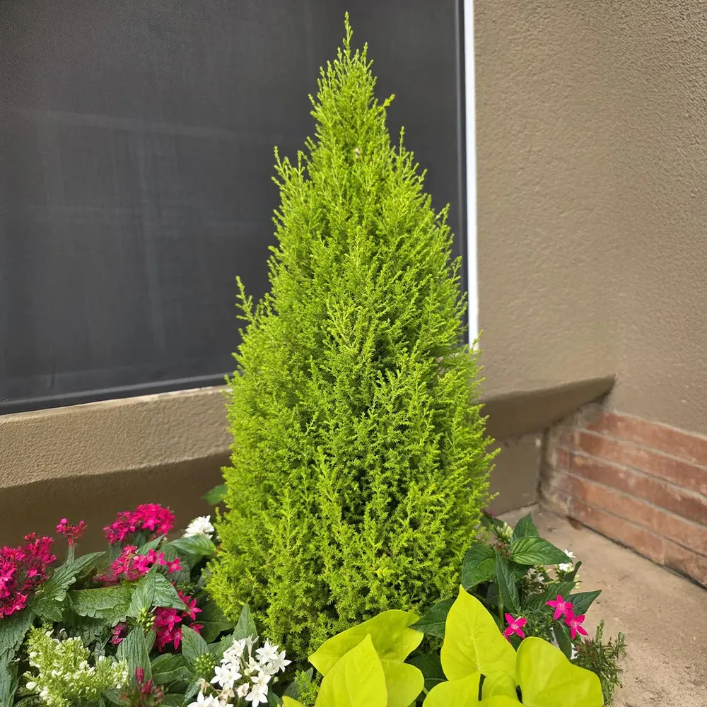 Lemon Cypress Potted Evergreen Conifer 1