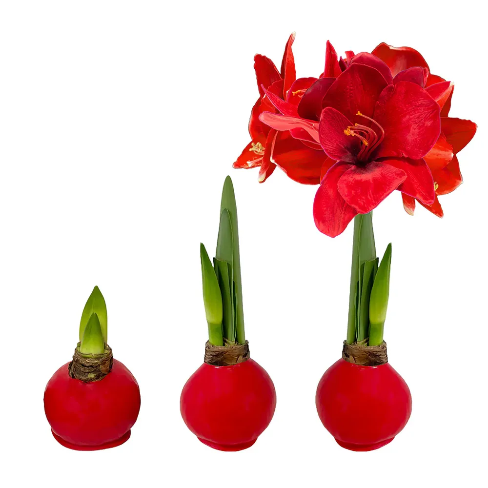 Wax-Dipped Amaryllis Bulb with Vibrant Red Blooms 1