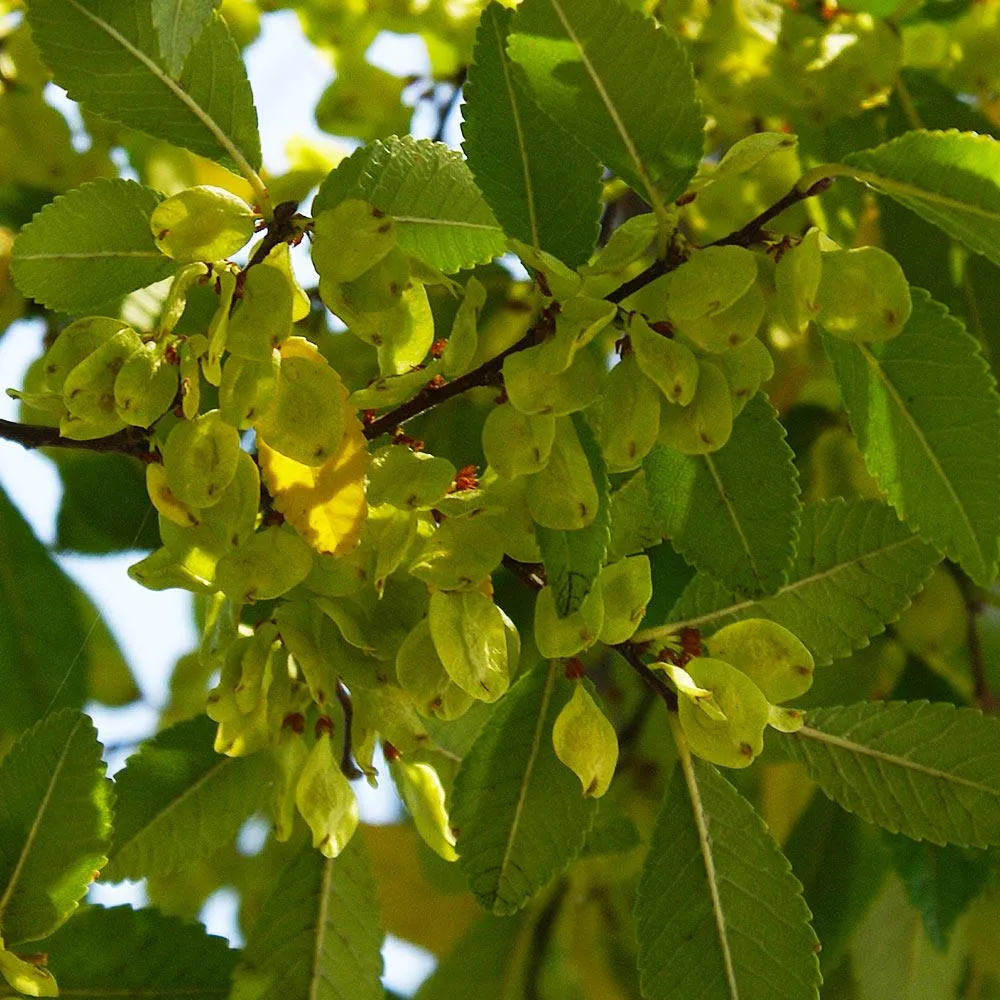 Lacebark Chinese Elm Tree (Ulmus parvifolia) Ornamental Deciduous Specimen 5