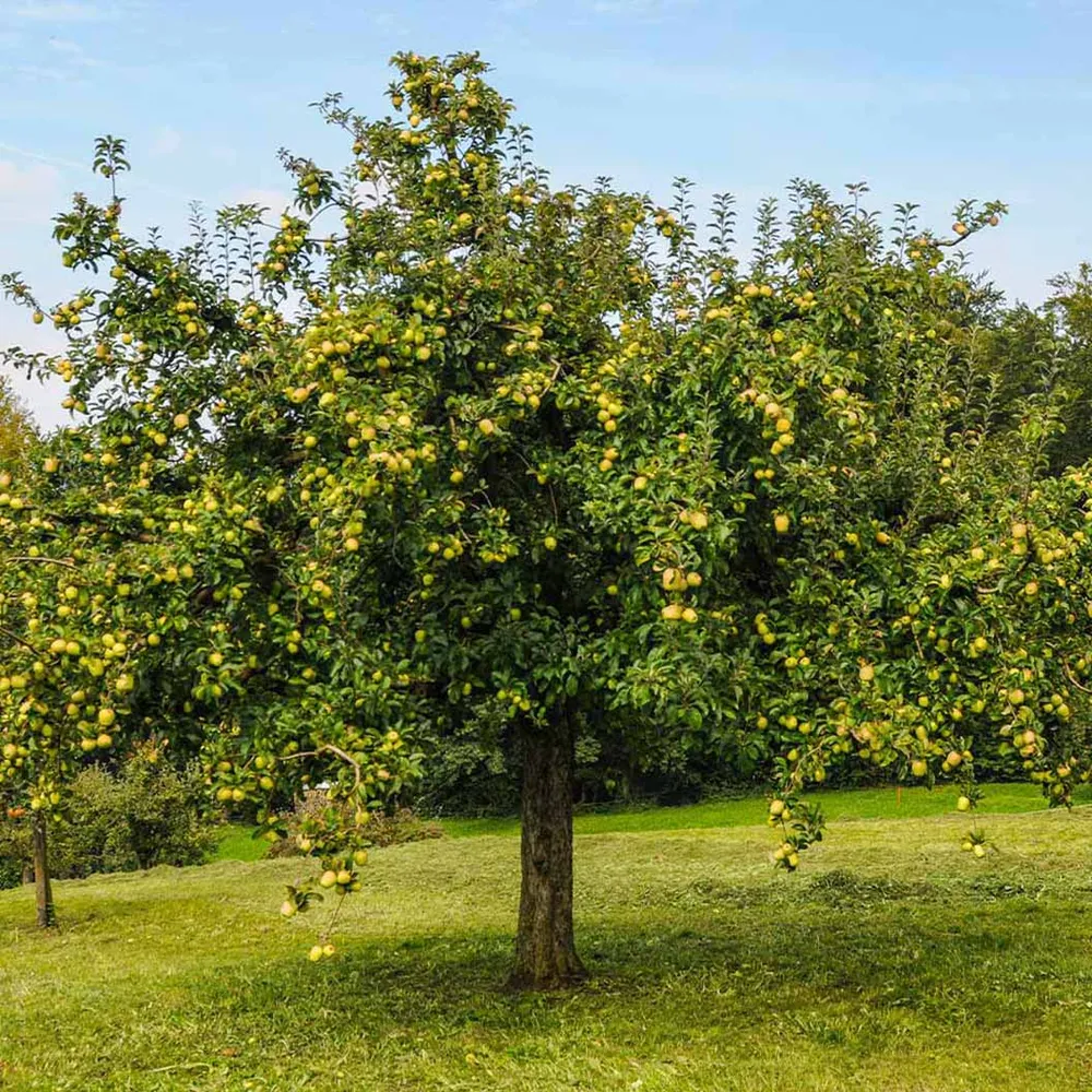 Golden Delicious Apple Tree - Self-Fertile Fruit Bearing Sapling 1