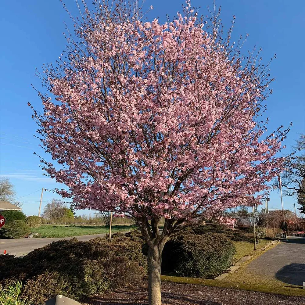 Pink Flair® Cherry Tree - Ornamental Flowering Landscape Tree