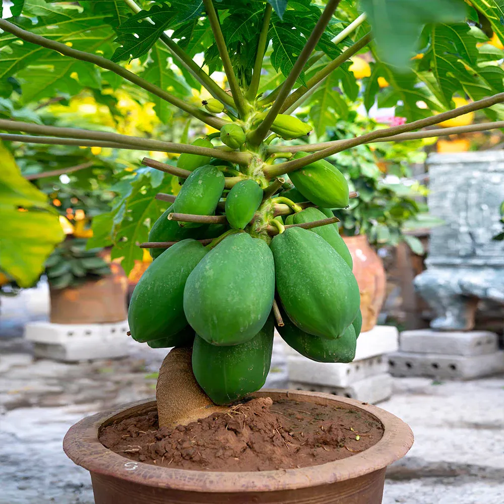Tropical Papaya Tree Live Fruit Plant for Home and Garden 2