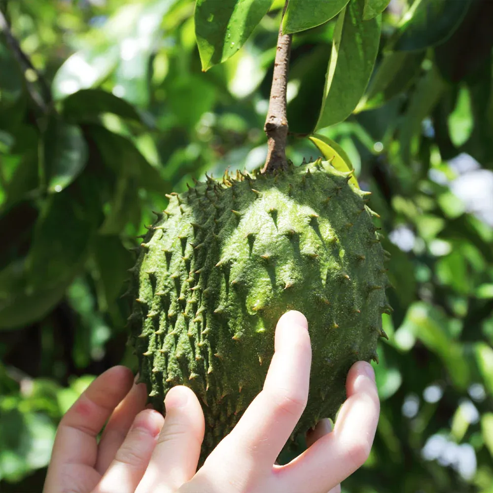 Soursop (Guanabana) Live Fruit Tree - Annona Muricata for Tropical Gardening 5