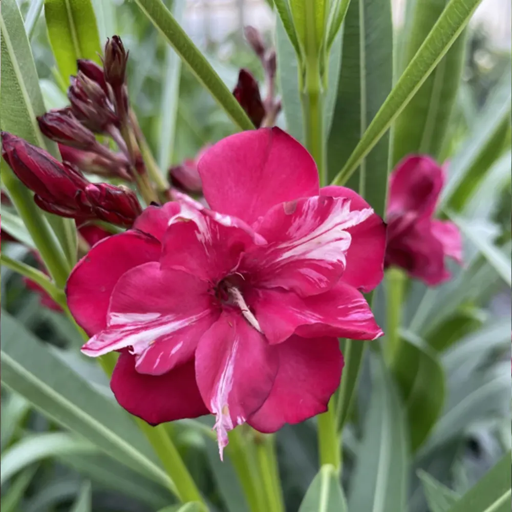 ¡OLÉ!® Bicolor Red Oleander Shrub - Drought Tolerant Evergreen Flowering Plant