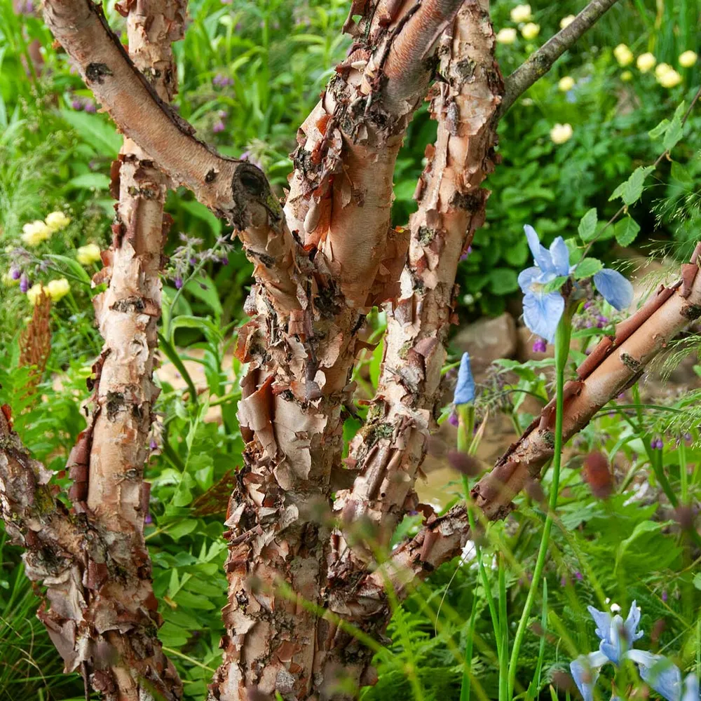 Fox Valley® River Birch Tree (Betula nigra) 1