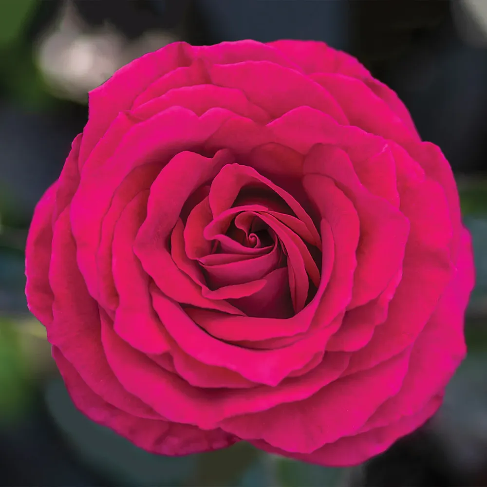 Bloomables® Stiletto Rose - Compact Floribunda Rose Bush 3