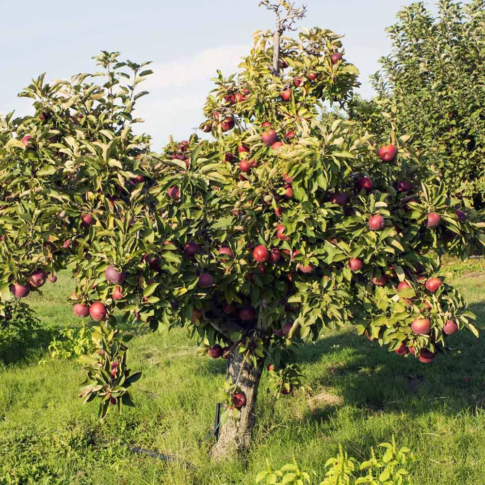 Arkansas Black Apple Tree - Heirloom Variety for Home Orchards 1