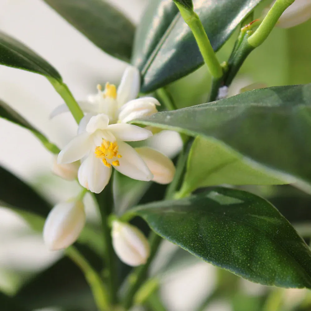 Nagami Kumquat Tree - Live Citrus Japonica for Home and Garden 4