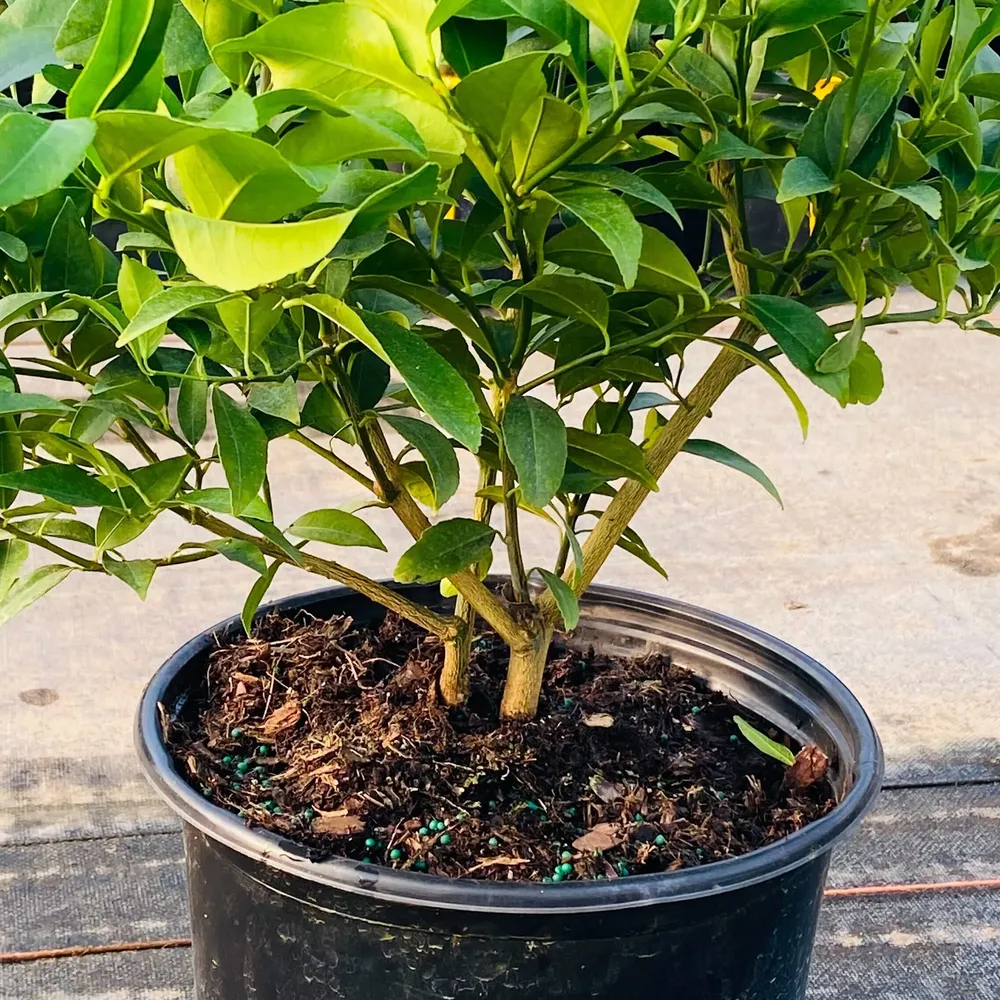 Meyer Lemon & Limequat Cocktail Hybrid Bush - Dual-Variety Citrus Tree 1