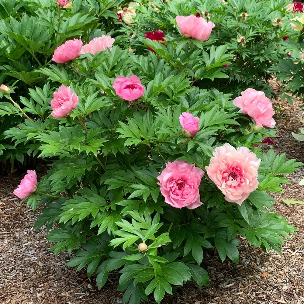 Lacey Ryan™ Itoh Peony Shrub - Intersectional Hybrid Perennial 1