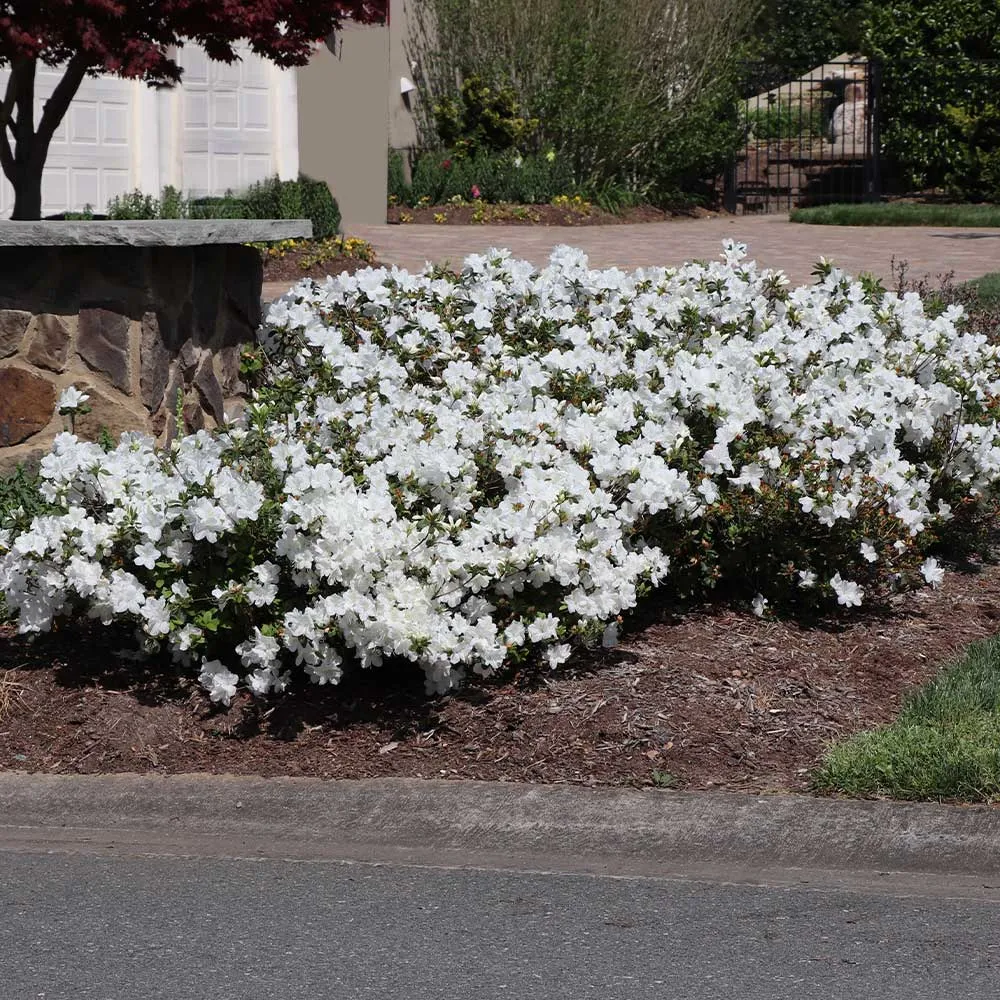 Autumn Angel® Encore® Azalea Reblooming Evergreen Shrub 2