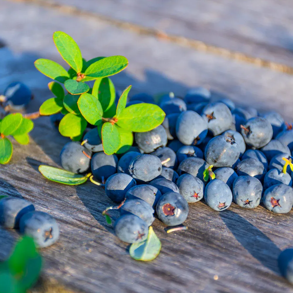 Sunshine Blue Blueberry Bush - Self-Fertile Low Chill Fruit Shrub 1