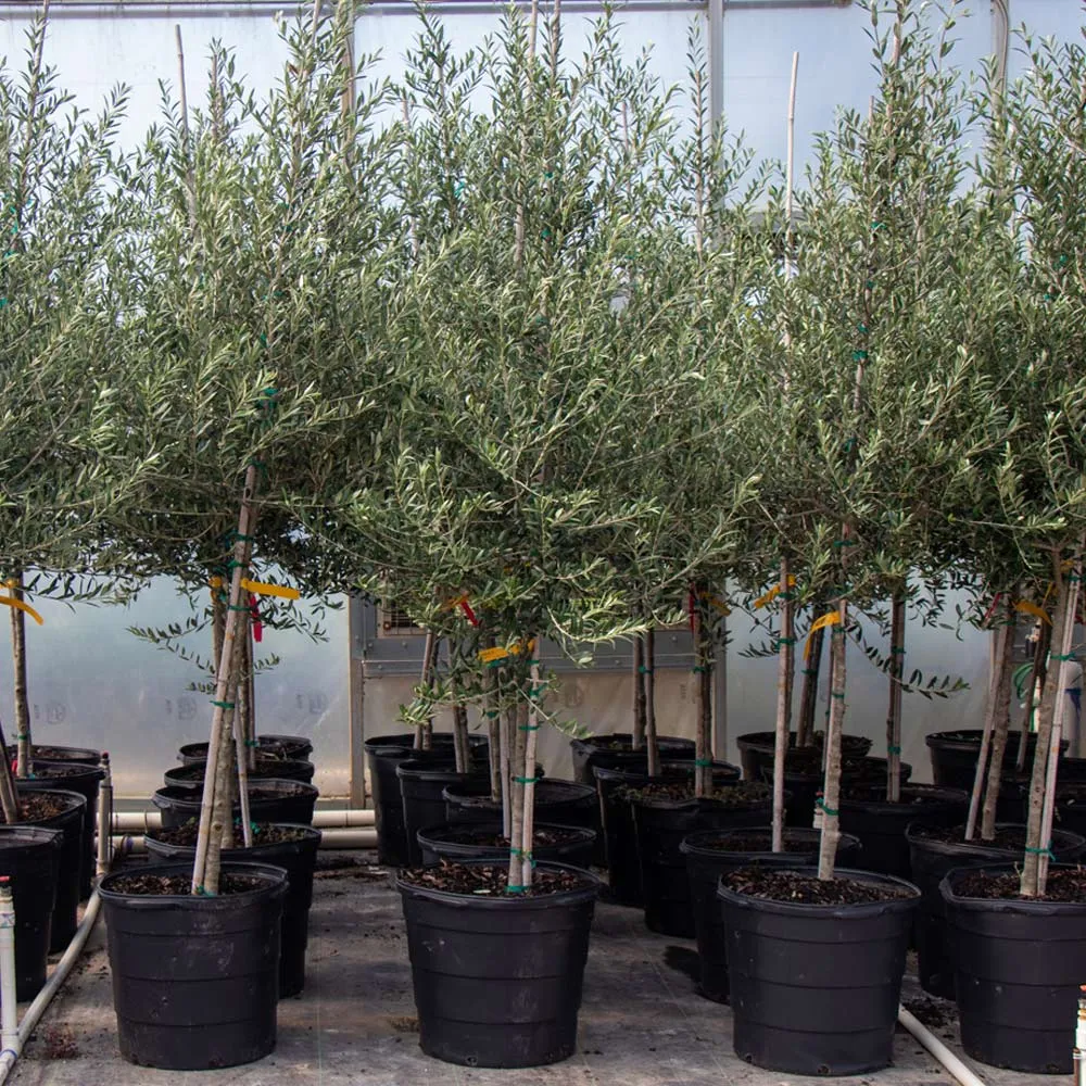 Arbequina Olive Tree - Live Olea europaea Mediterranean Plant 2