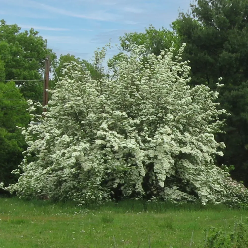 Constellation® White Dogwood Flowering Tree 3