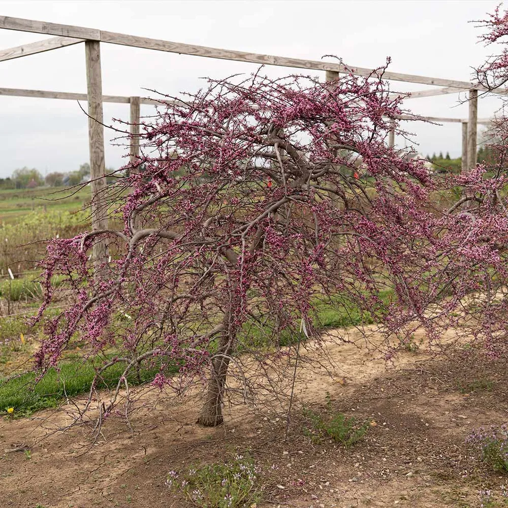 Amethyst Falls Redbud Tree - Ornamental Cascading Flowering Tree 3