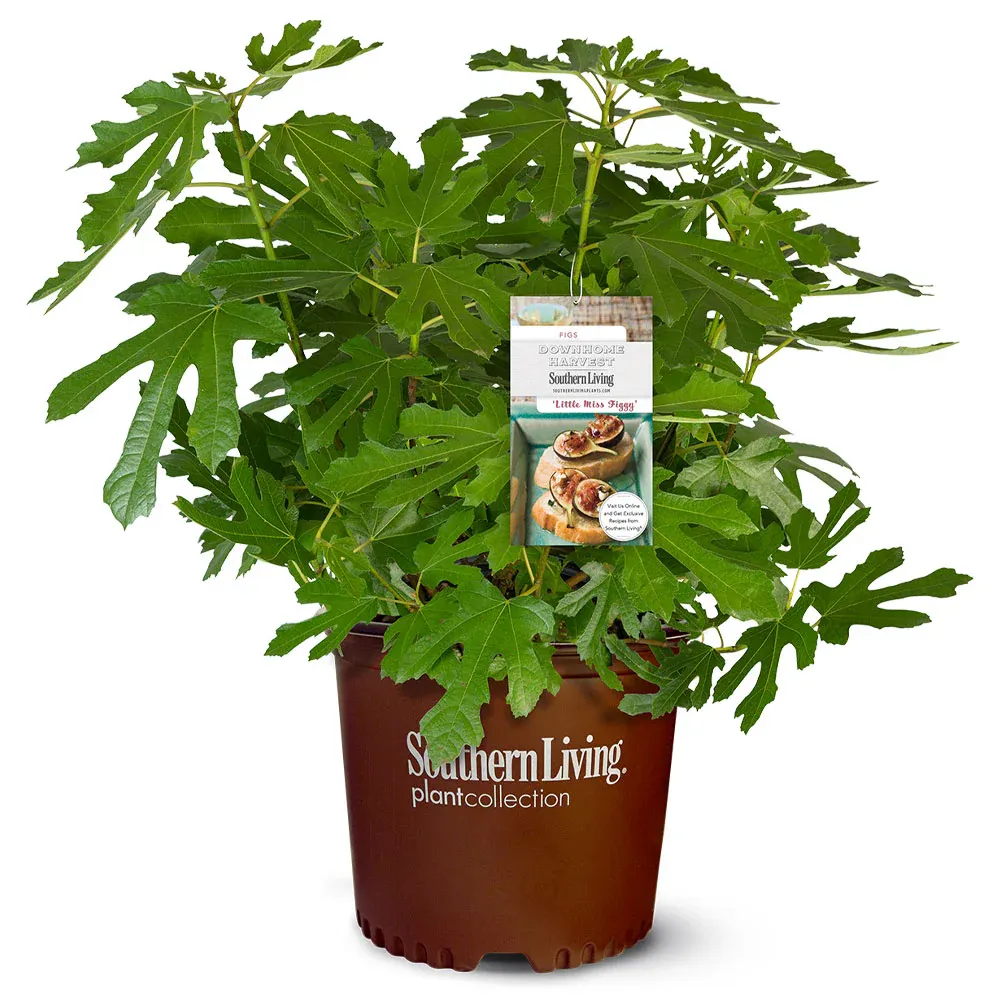 Little Miss Figgy™ Tree - Compact Dwarf Fig for Containers 2