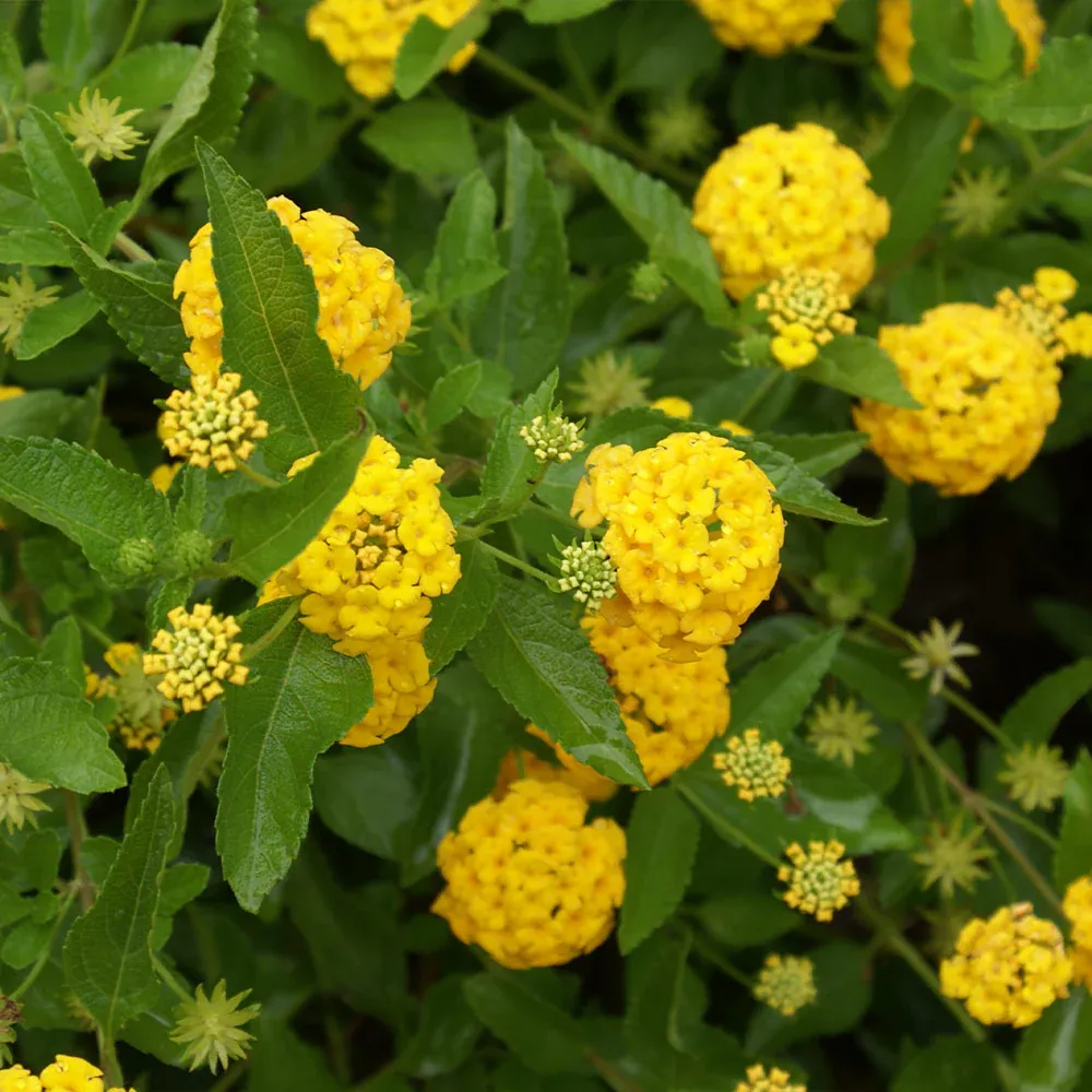 New Gold Lantana - Heat-Tolerant Yellow Flowering Shrub 1