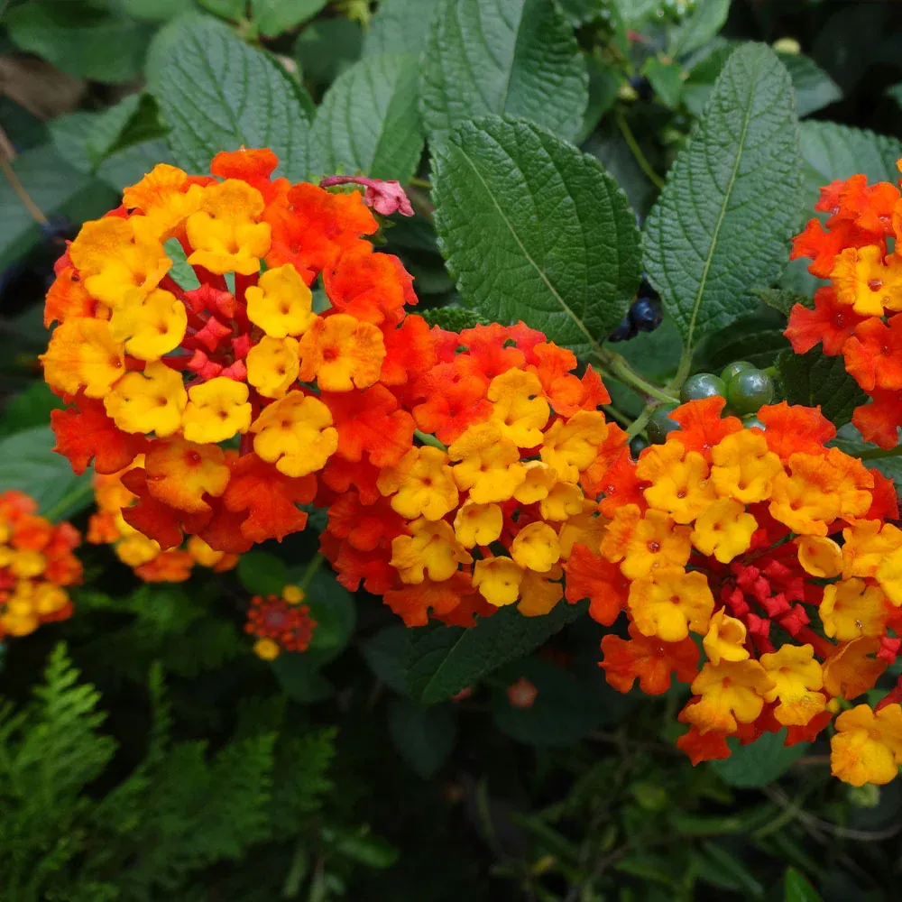 Dallas Red Lantana Vibrant Flowering Perennial Shrub 3