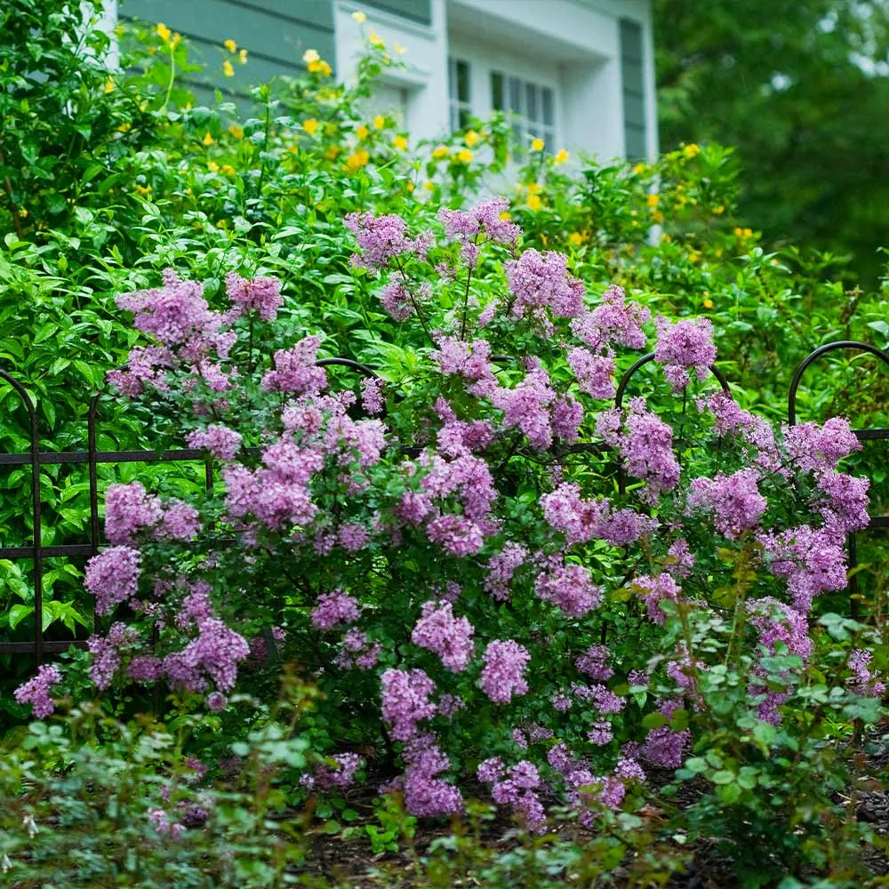 Proven Winners® Bloomerang® Reblooming Lilac Shrub
