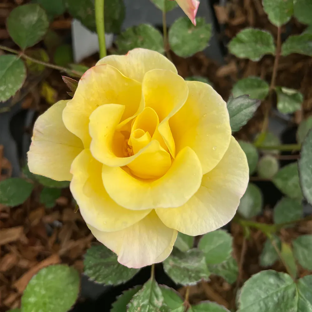 Peach Lemonade® Rose Bush - Repeat-Blooming Garden Shrub 1