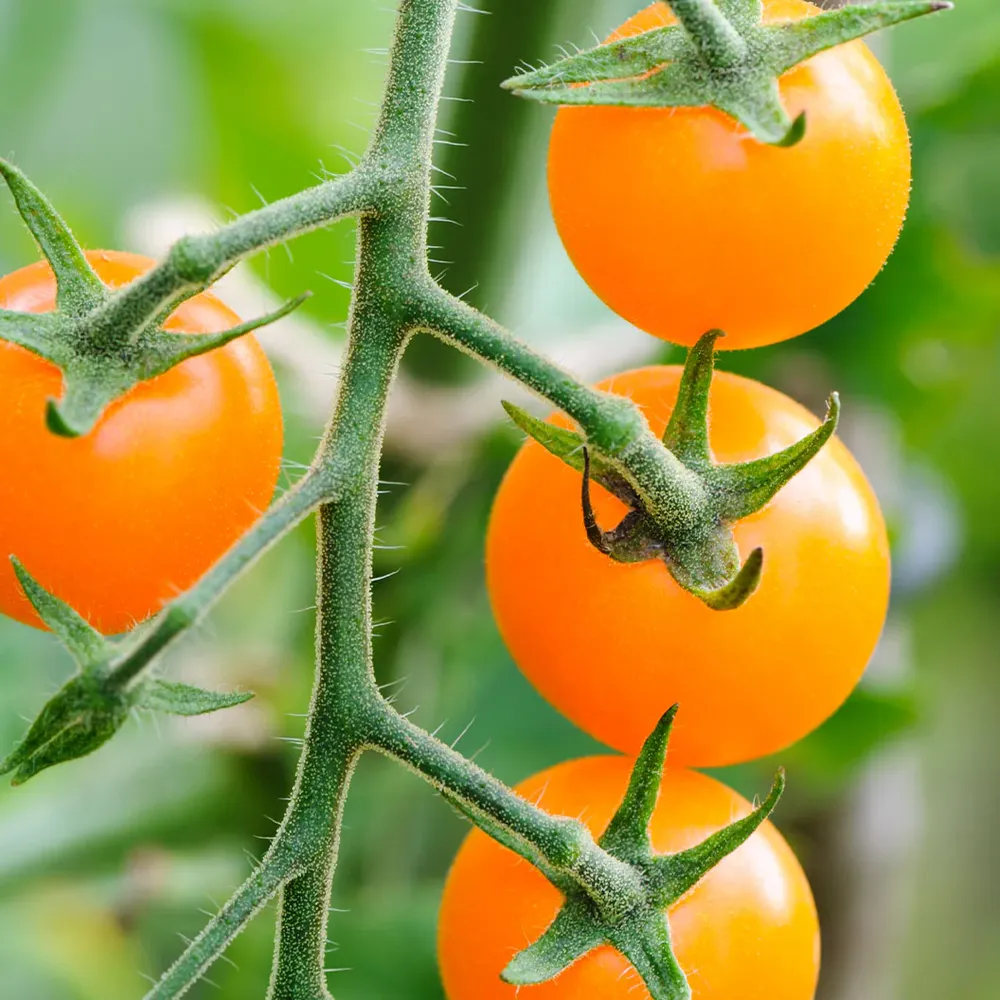 Sungold Cherry Tomato Plant - USDA Organic Heirloom Variety 1