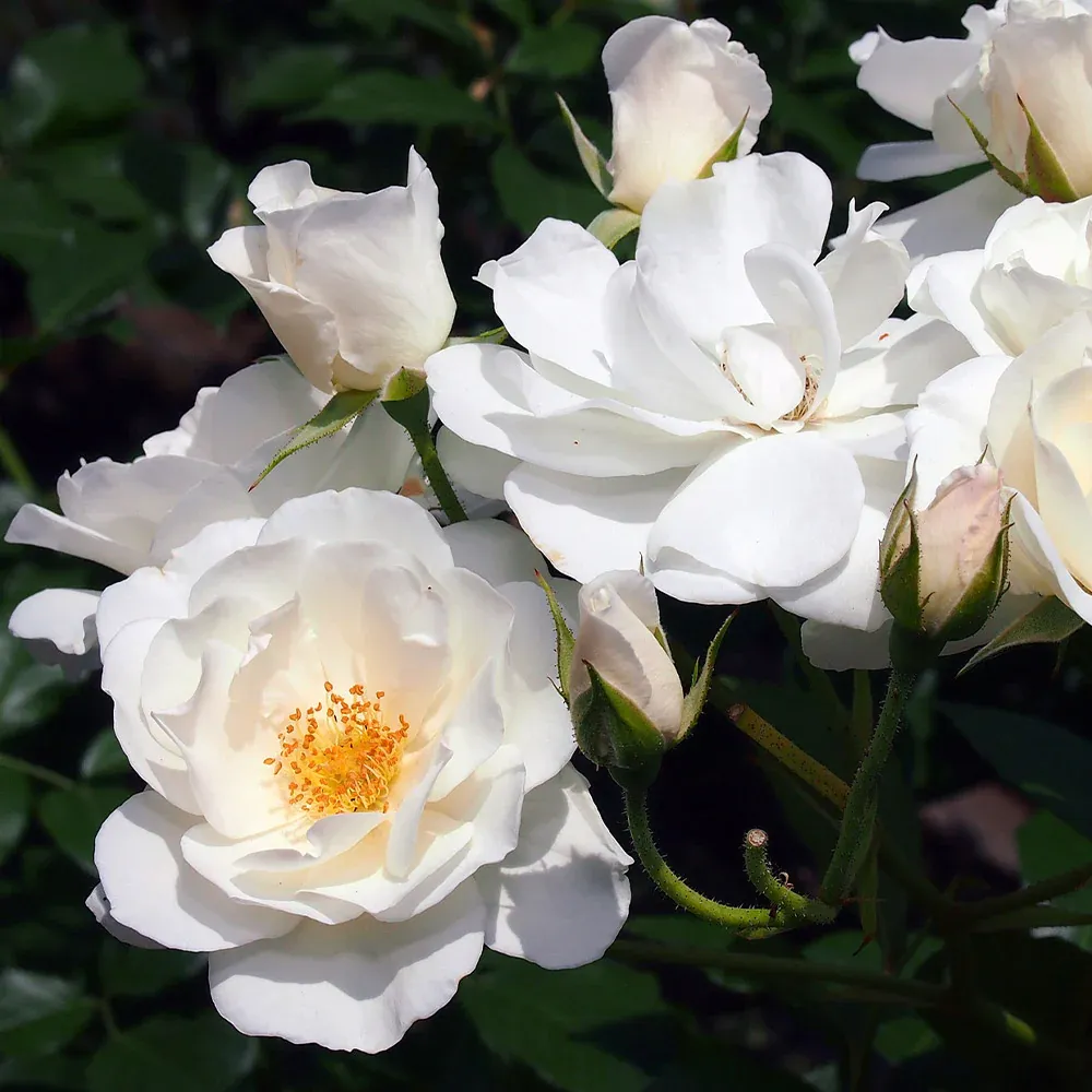 Iceberg Rose Bush - Hardy White Floribunda Garden Shrub