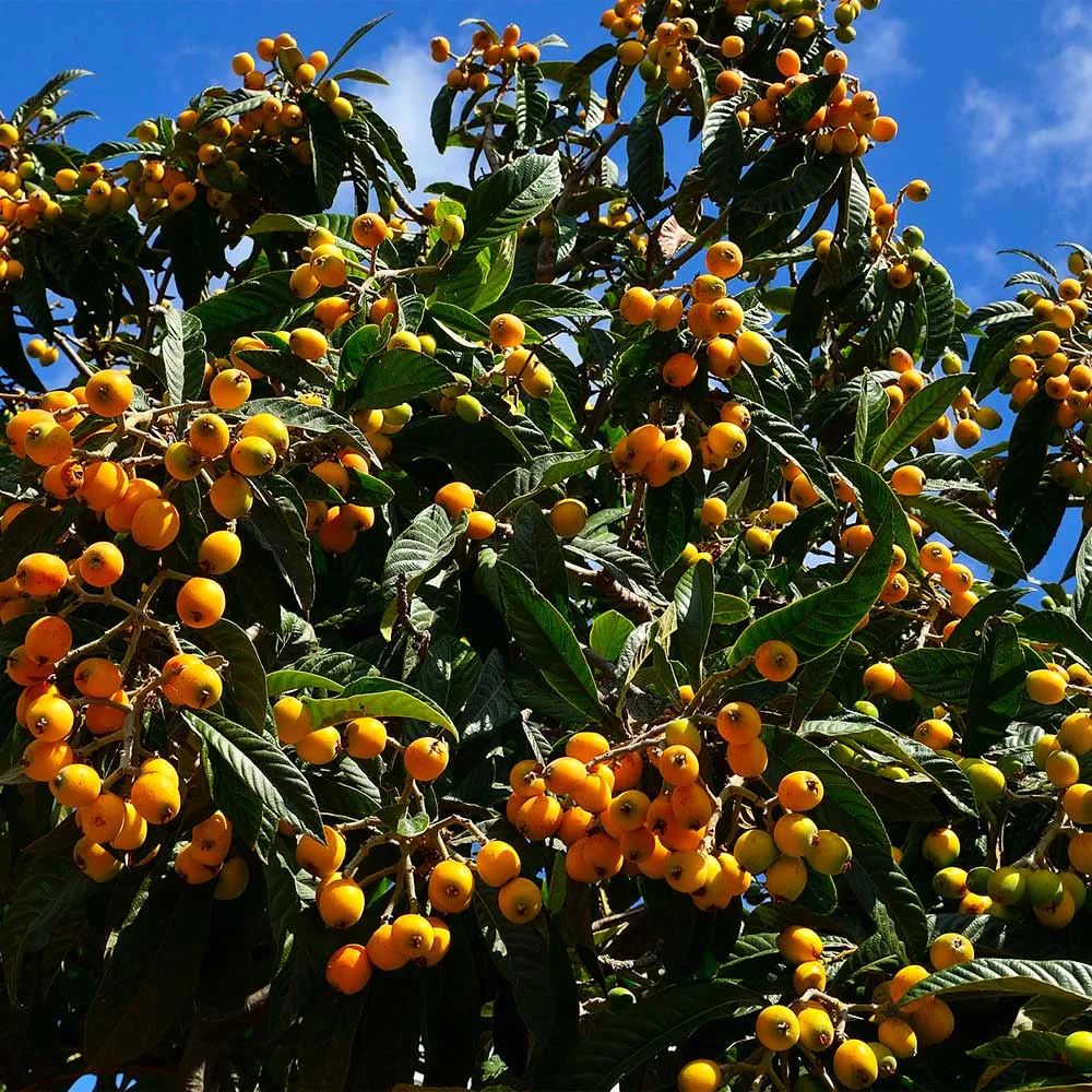 Loquat 'Japanese Plum' Fruit Tree - Evergreen Ornamental and Edible Tree 2