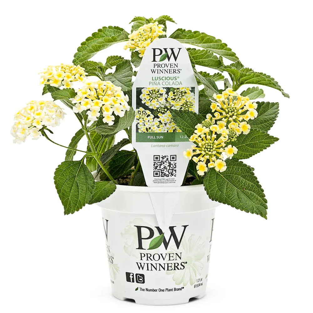 Proven Winners® Luscious® Royale Piña Colada Lantana Flowering Shrub 1