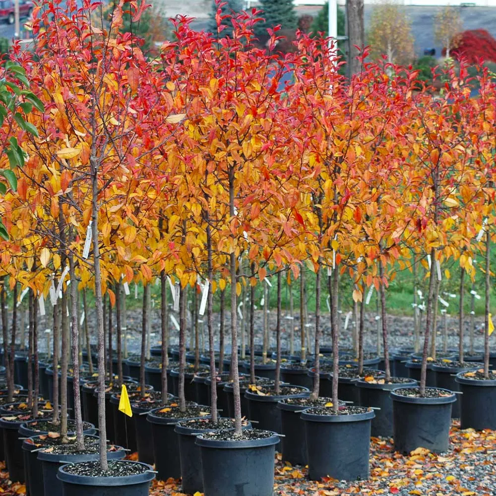 Prairifire Crabapple Tree - Ornamental Deciduous Flowering Tree 2