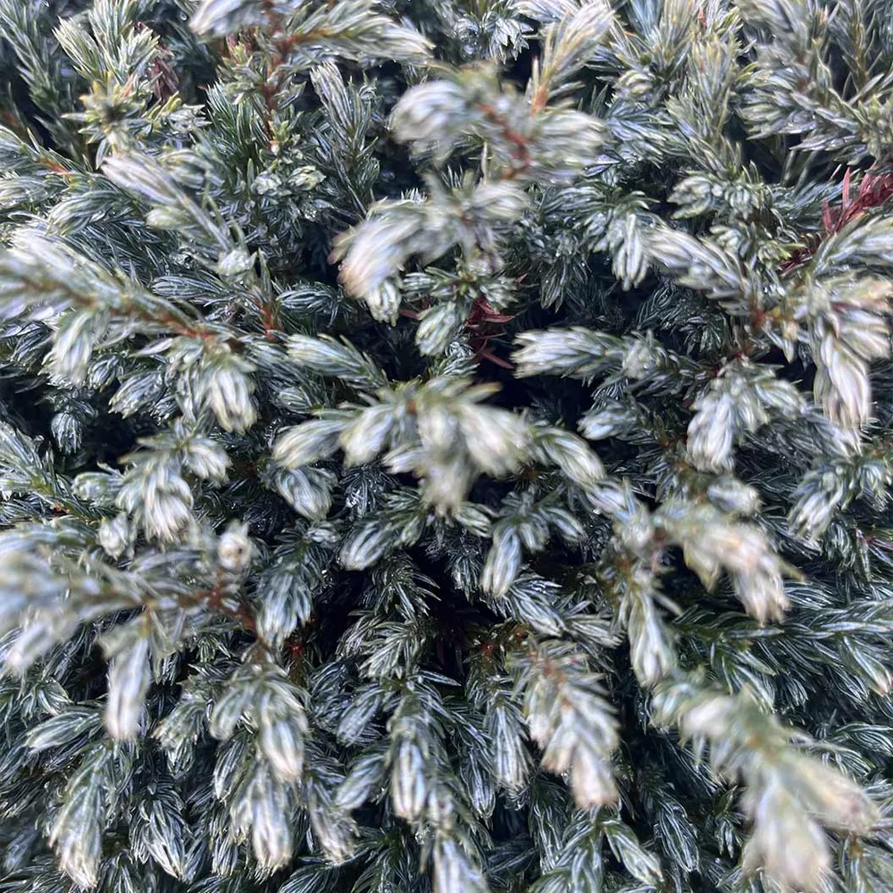 Blue Moon Sawara Cypress Shrub - Compact Ornamental Evergreen 1