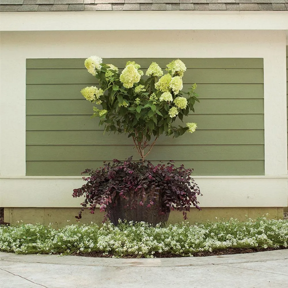 Little Lime Hydrangea Tree - Compact Hardy Flowering Shrub