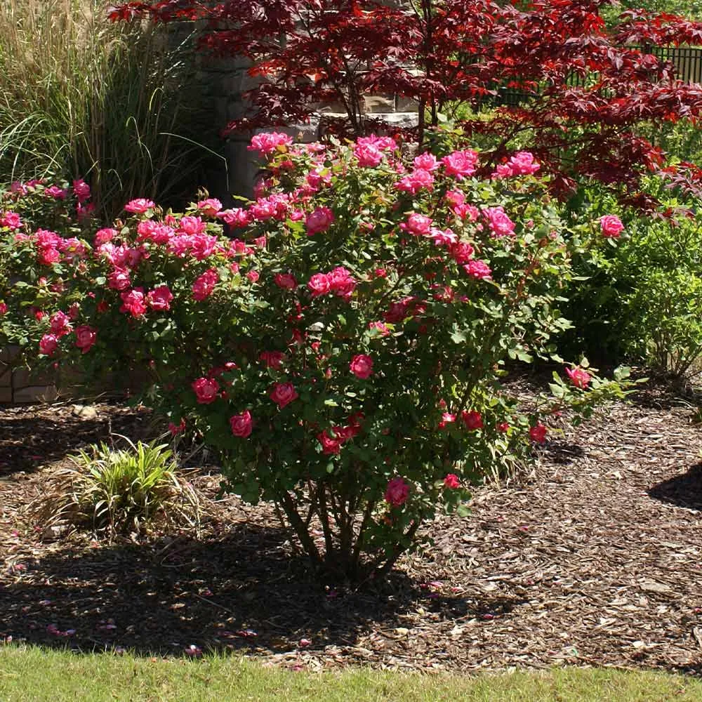 Double Pink Knock Out Rose Shrub - Continuous Blooming Landscape Plant 3