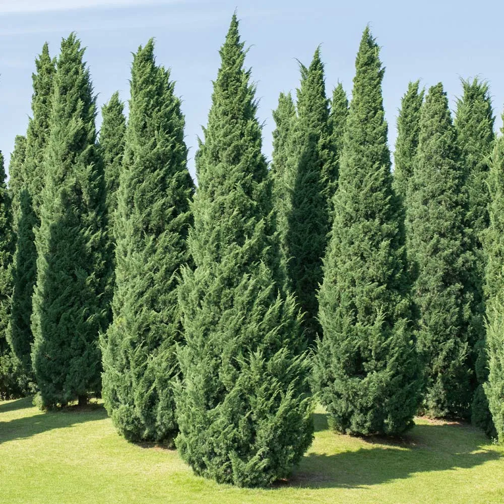 Moonglow Juniper Tree - Silver-Blue Evergreen Conifer for Landscape Planting