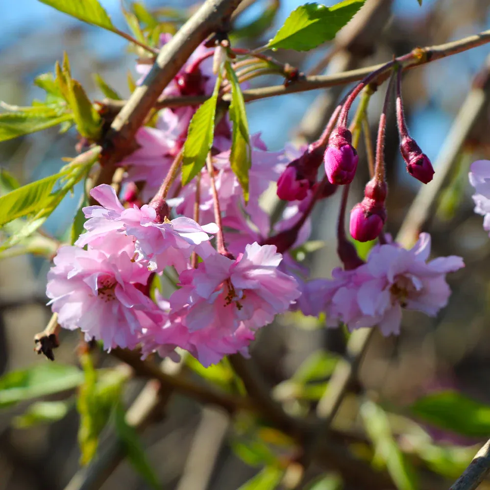 Double Pink Weeping Cherry Tree - Cascading Ornamental Flowering Sapling 3