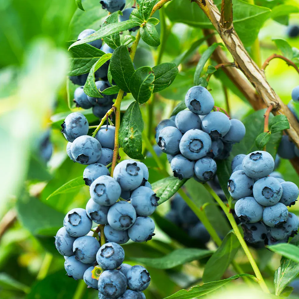 Aurora Blueberry Bush - Productive Northern Highbush Variety
