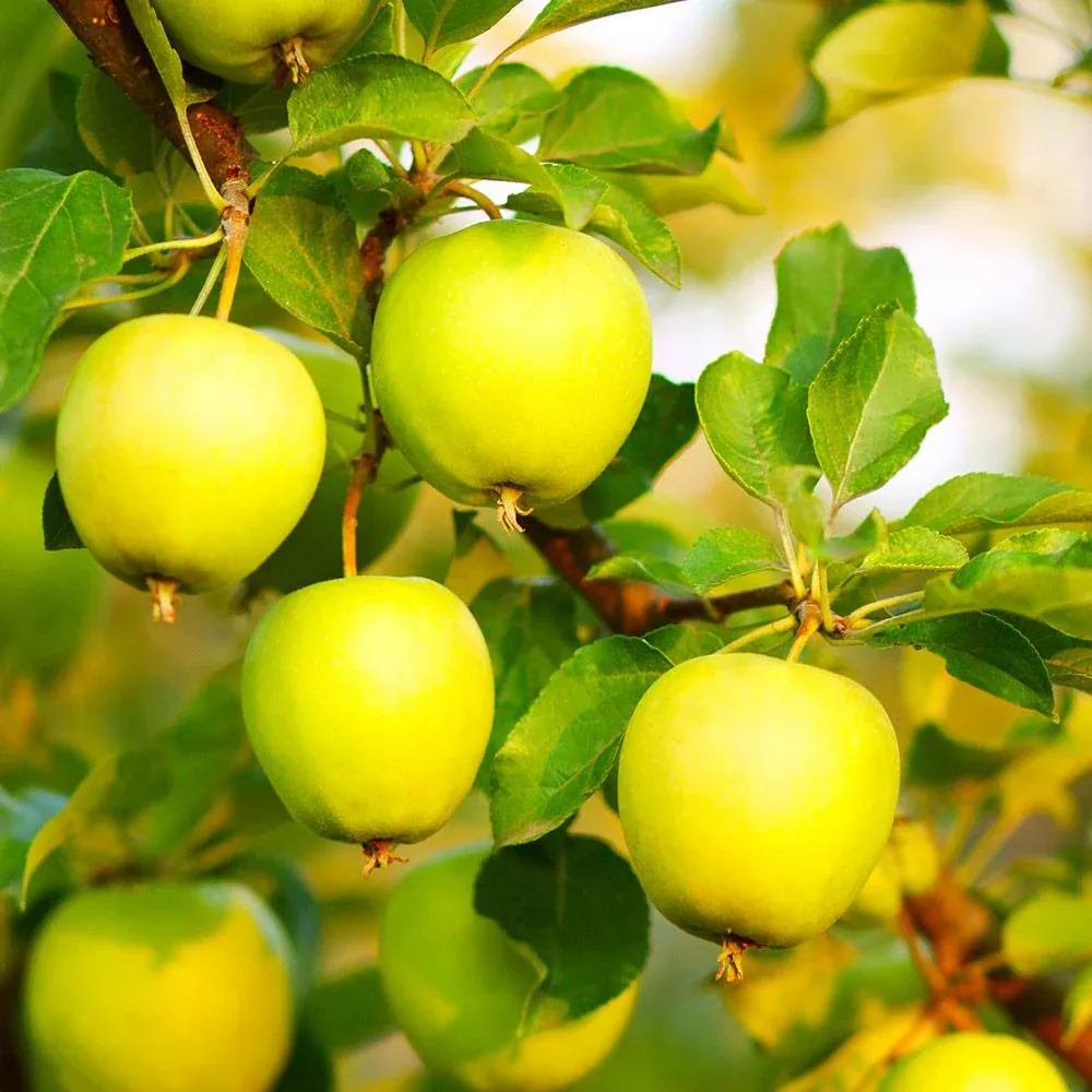 Honeygold Apple Tree - Productive Golden-Yellow Apple Variety 1