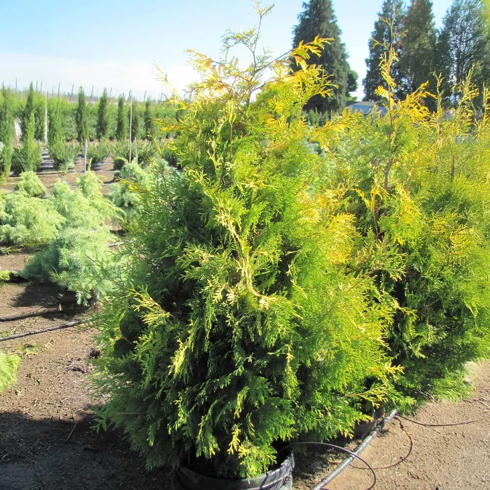 Yellow Ribbon Arborvitae Tree - Narrow Upright Evergreen Shrub 4