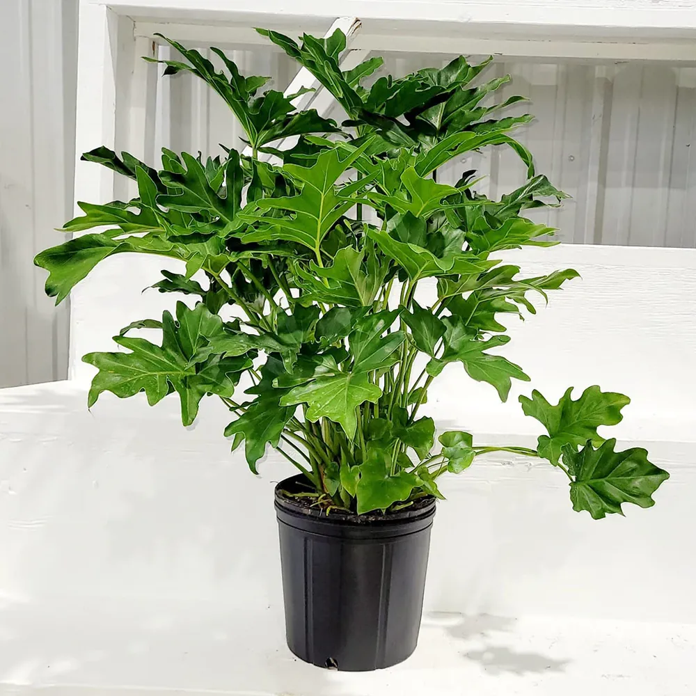 Philodendron Selloum Tropical Indoor Houseplant with Deeply Lobed Foliage