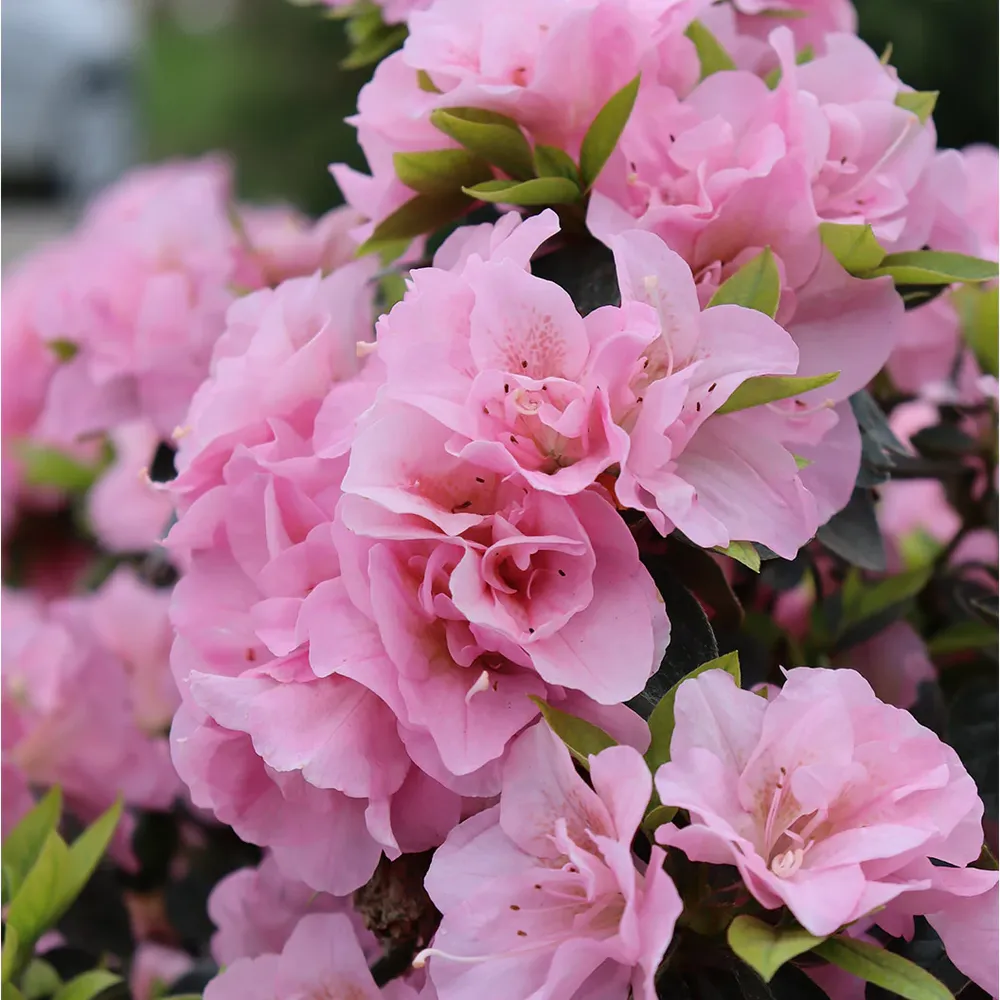 Proven Winners® Perfecto Mundo® Double Pink Azalea - Reblooming Landscape Shrub