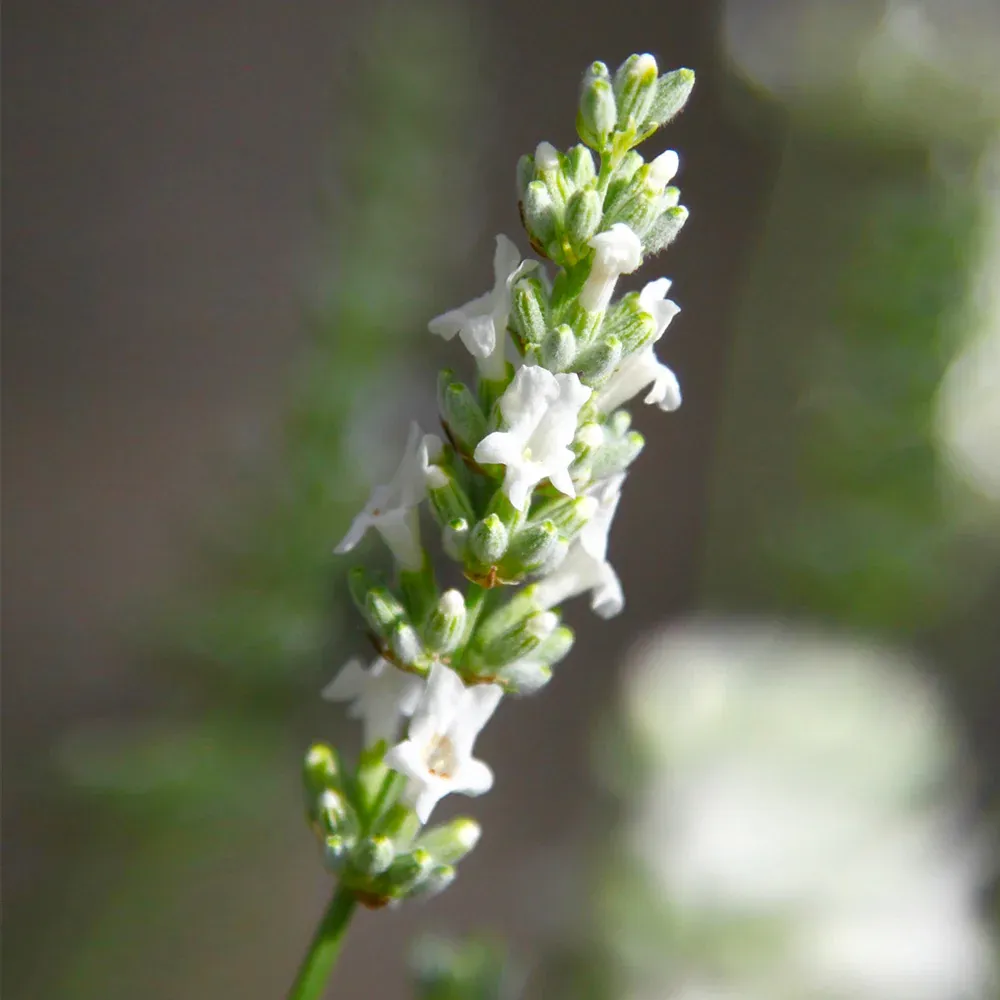 Live Lavender Plant - Fragrant Potted Herb for Indoor and Outdoor Use 1