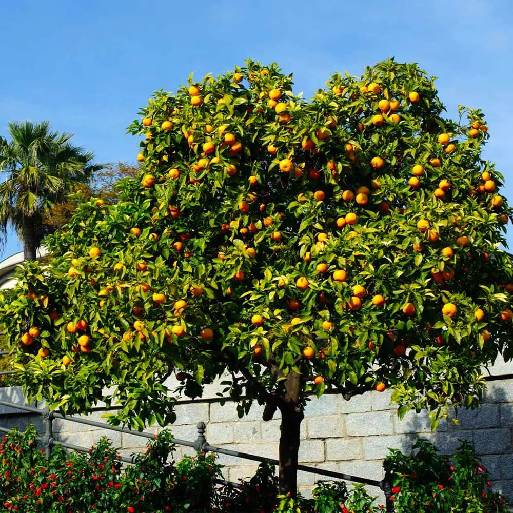 Cara Cara Orange Tree - Live Citrus Fruit Plant 1