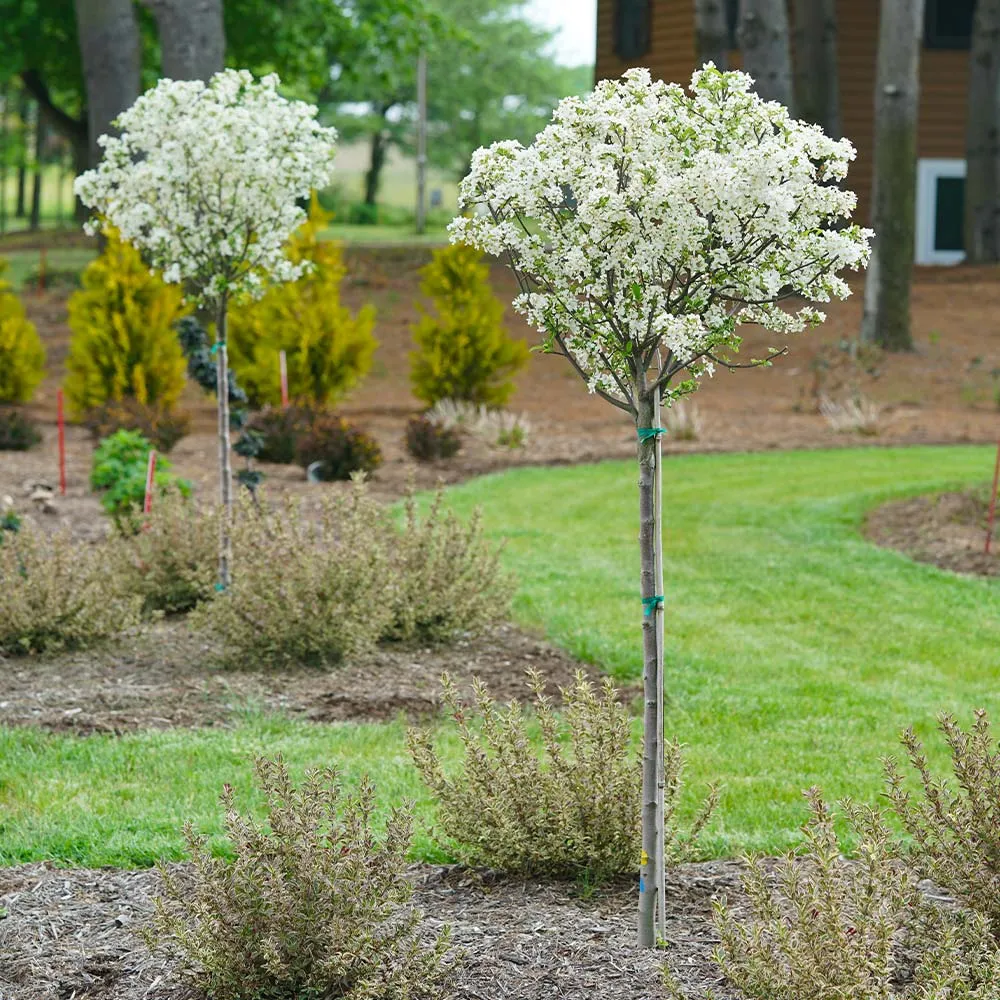 Proven Winners® Lollipop® Crabapple Tree - Compact Ornamental Deciduous Tree 1