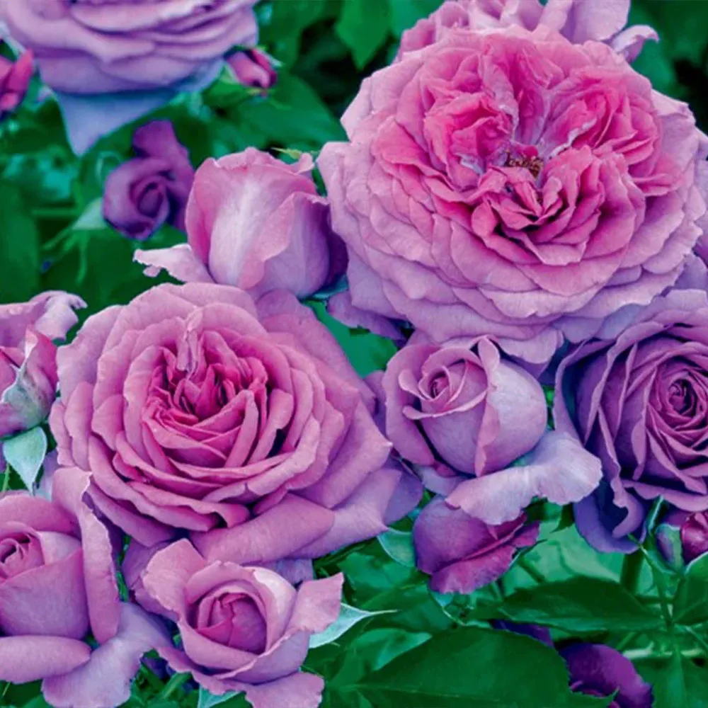 Sweet Madame Blue™ Floribunda Rose - Fragrant Lavender Garden Shrub