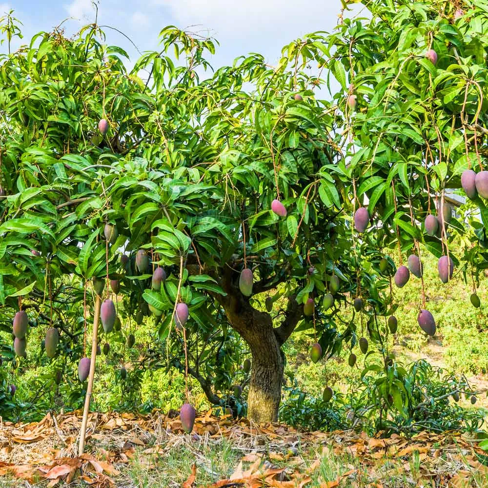 Glenn Mango Tree - Live Tropical Fruit Plant for Home Gardening 2