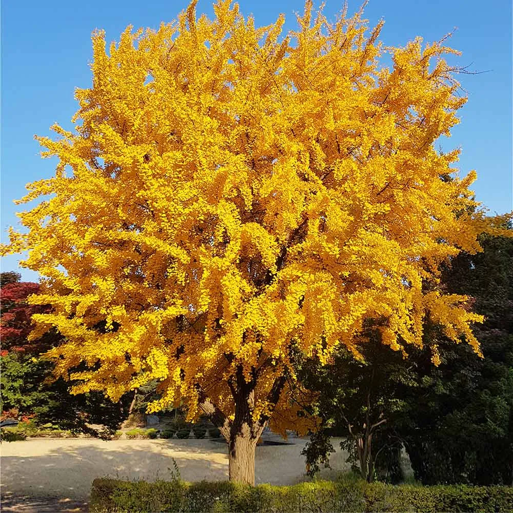 Artificial Ginkgo Tree Decorative Plant for Interior Home and Office Spaces