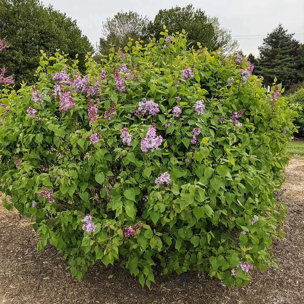 Lavender Syringa Shrub - Fragrant Deciduous Flowering Bush 1